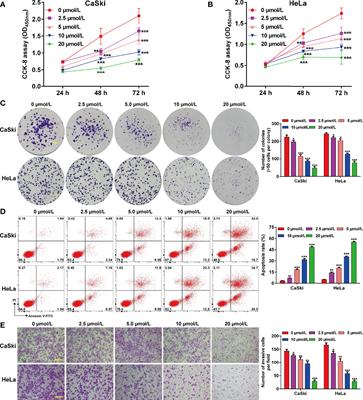 Apogossypolone Inhibits Cell Proliferation and Epithelial-Mesenchymal Transition in Cervical Cancer via Activating DKK3